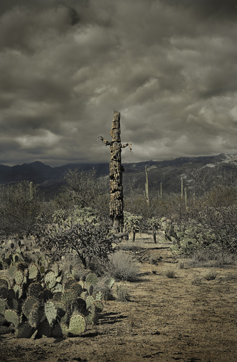 Dead Giant, Sugauro National Park, Tucson, AZ